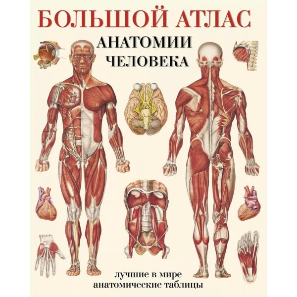 Большой атлас анатомии человека. Мягкая обложка. Е. Махиянова