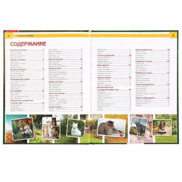 Энциклопедия с развивающими заданиями. Кошки и котята. Лэнг Г.Э.