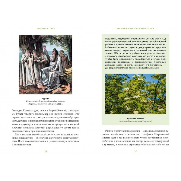 Зачарованный сад. Майское дерево, цветок папоротника и другие легенды о растениях. А. Баркова