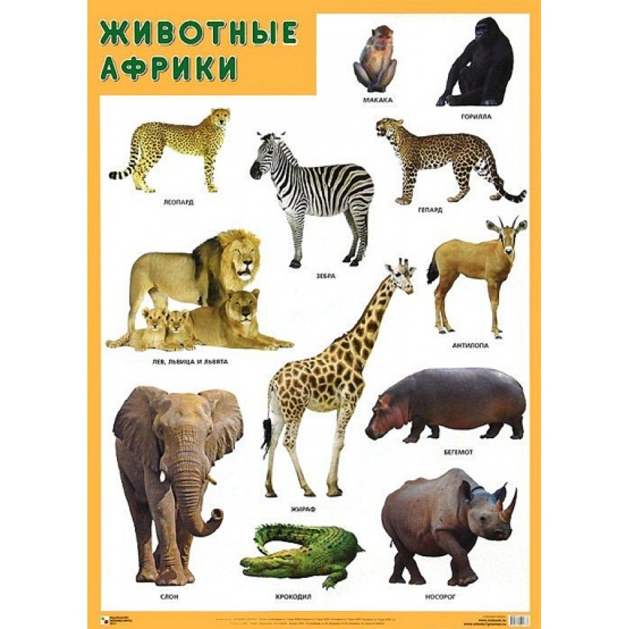 Животные Африки. А2. купить оптом в Екатеринбурге от 70 руб. Люмна