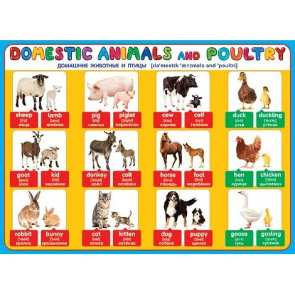 Английский язык. Домашние животные и птицы. Donestic animals and poultry/А2. 0-02-283. 