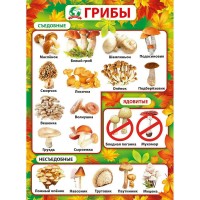 Грибы. А2. 070.868. 