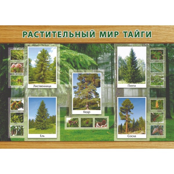 Растительный мир тайги. А3. КПЛ - 78/5. 