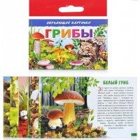 Грибы. Европодвес. 