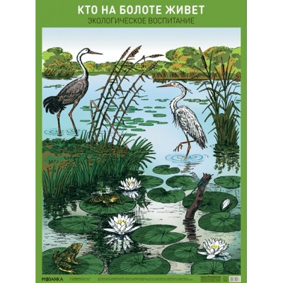 Кто на болоте живет. Экологическое воспитание. А2. 