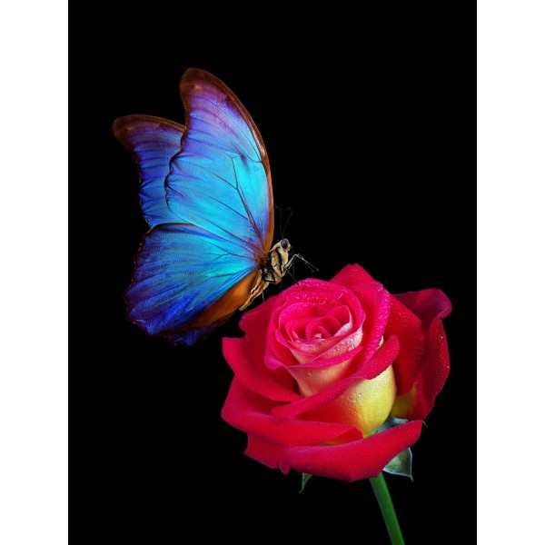 Картина по номерам холст на подрамнике 30х40 Бабочка на розе 29 цветов Х-7104 Рыжий кот