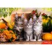 Рыжий кот Пазл 500  Три непоседливых котенка ШТП500-1472 Россия