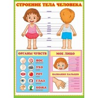 Строение тела человека. А2. Строение тела человека. А2.