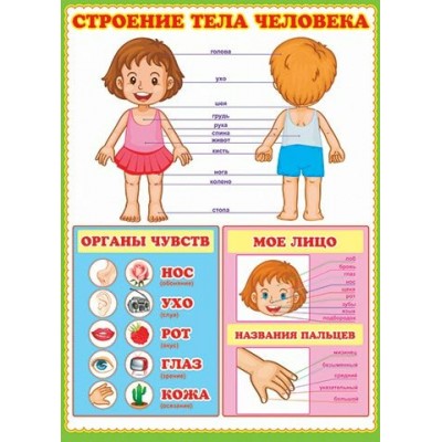 Строение тела человека. А2. 